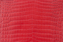 Nile Crocodile Skin Belly Millenium Red 35/39 cm Grade 3