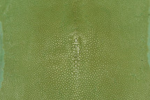 Stingray Skin Long Shape Polished Marine Water 4"