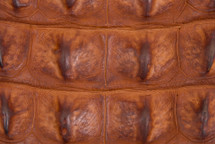 Crocodile Backstrap Cognac 60/69 cm