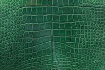 Alligator Skin Belly Millenium Pine 35/39 cm Grade 4