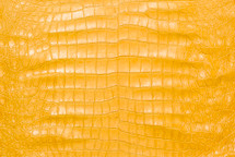 American Crocodile Skin Belly Matte Yellow 50/54 cm Grade 4
