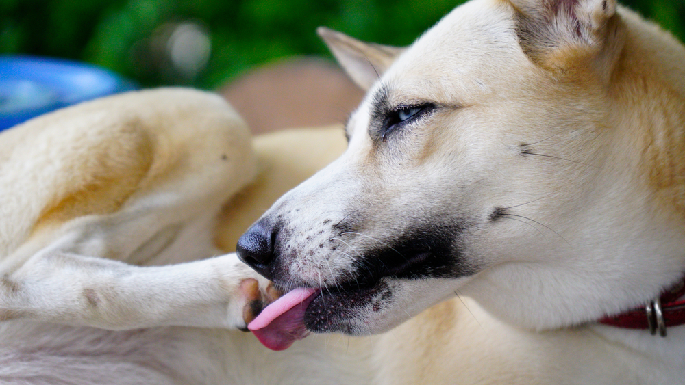 Does Your Dog Lick Their Paws More Than Usual and What Could This Mean