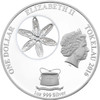 Obverse image of the Brown Bear Tokelau 1oz Silver coin.
