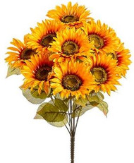 Sunflower Bushx10 MD