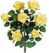 ROSE BUSH CONIFERx7 Yellow 21.5"