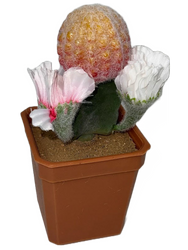 CACTUS MINI POTTED BLOOMING 6"