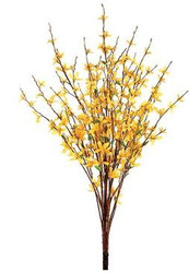 FORSYTHIA BUSH x5 YE 34"