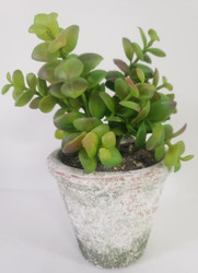JADE PLANT IN A CLAY POT 8"