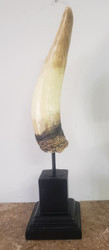 HORN SCULPTURE BLACK BASE 13"