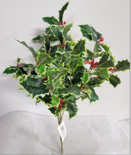 HOLLY VARIGATED BUSH x10 31"