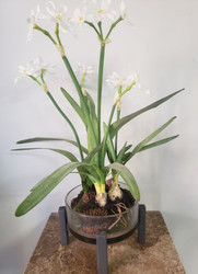 ARRANGEMENT PAPER WHITES IN GLASS VASE 24"