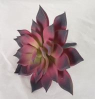 MINI ECHEVERIA PICK BURGUNDY & GREEN 4.5 IN