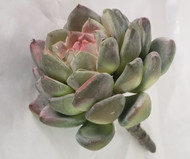 ECHEVERIA GREEN 5.5