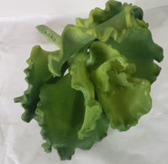 SUCCULENT CURLY ECHEVERIA VIBRANT GR 9"