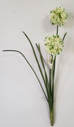 ALLIUM BUSH CREAM x2 20"