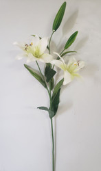 LILY CASABLANCA x4 WHT 31"