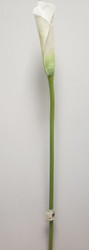 CALLA LILY FRESH CUT-LOOK BUD WHT 28"