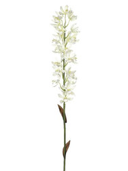 ORCHID MOKARA VANDA WHT/CR