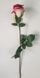 ROSEBUD FIRE & ICE RE/WH 22.5"