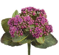 KALANCHE BUSH PURPLE 8"