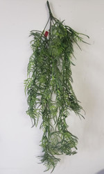 ASPARAGUS BUSH HANGING x7 32"