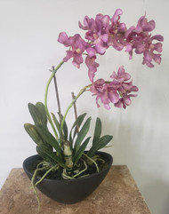 ARRANGEMENT ORCHID COLORED ORCHID PLANT 19"