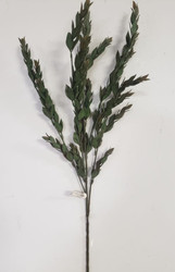 RUSCUS BU/GR 36"