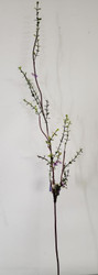 WILDFLOWER SPRAY MINI PU 30"
