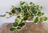 PELLONIA BUSH V2077 8.5"