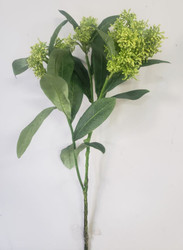 SKIMMIA SPRAY GR 22.5"