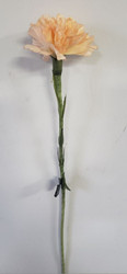 CARNATION LONGSTEM PEACH HNDW 20"