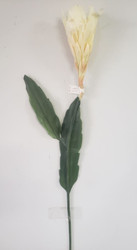 NITE BLOOM CEREUS WHITE /CREAM 34"