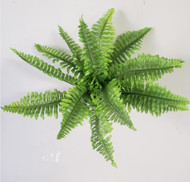 BOSTON FERN MINI 9.5"