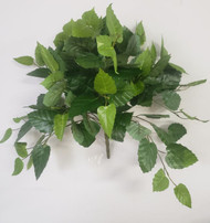 CISSCUS BUSH x118 19"