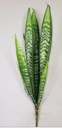 MOTHER-IN-LAWS TONGNUE PLANT 27"