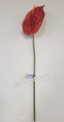 ANTHURIUM BC 28"