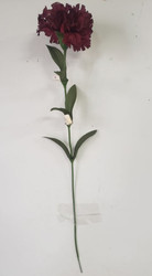 CARNATION BURGUNDAY 19"
