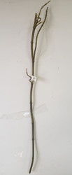 BAMBOO GREEN / BROWN 38"