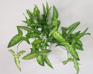 NEPHTHYTIS ARROWHEAD PLANT 16"