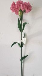 CARNATION LONGSTEM FU/PK 24"