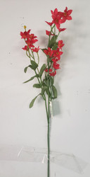 STARFLOWER RED 17'