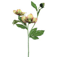 HELLEBORUS SPRAY SAGE & BURGUNDU 32"