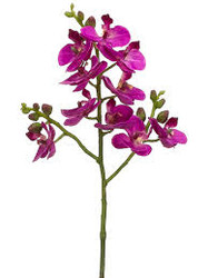 ORCHID PHALAENOPSIS 20" ORCHID