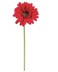 GERBERA DAISY 21.5" BEAUTY