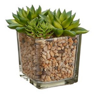 SUCCULENTS IN GLASS CUBE W/PEBBLES