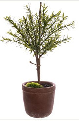 MYRTLE BALL TOPIARY 18" GREEN
