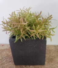 GRASS IN BLACK SQUARE MACHE POT 5"