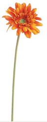 GERBERA DAISY 21.5" OR