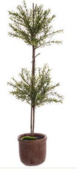 MYRTLE DOUBLE BALL TOPIARY 36"