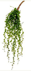STRING OF PEARLS SUCCULENT GREEN 16"